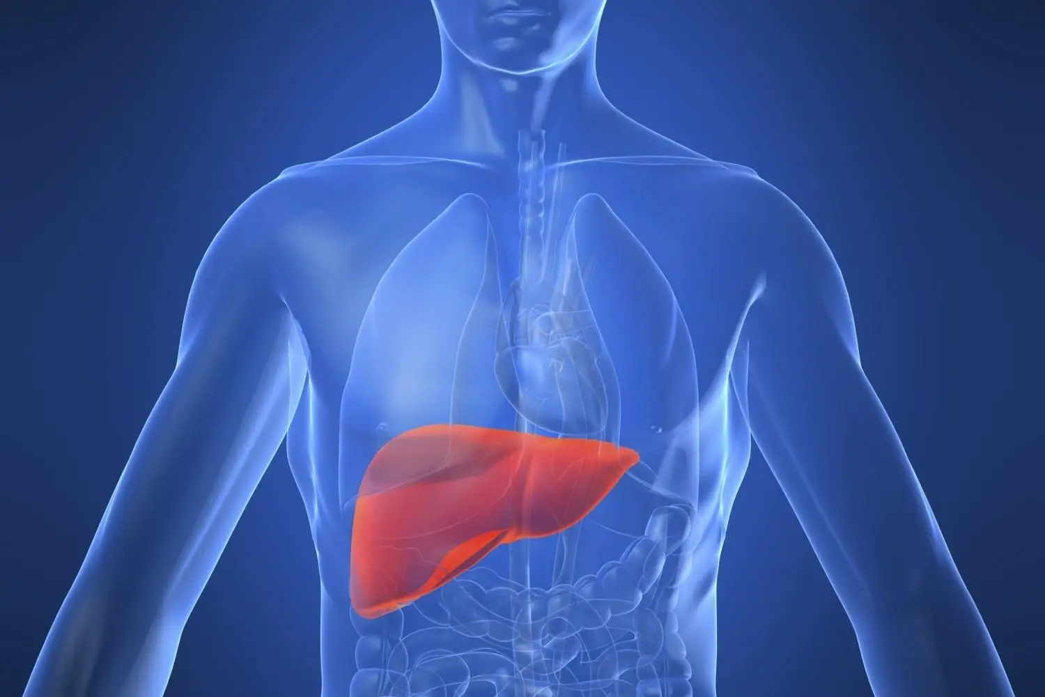 Attenzione al fegato grasso, il metodo naturale per depurarlo in soli 7 giorni
