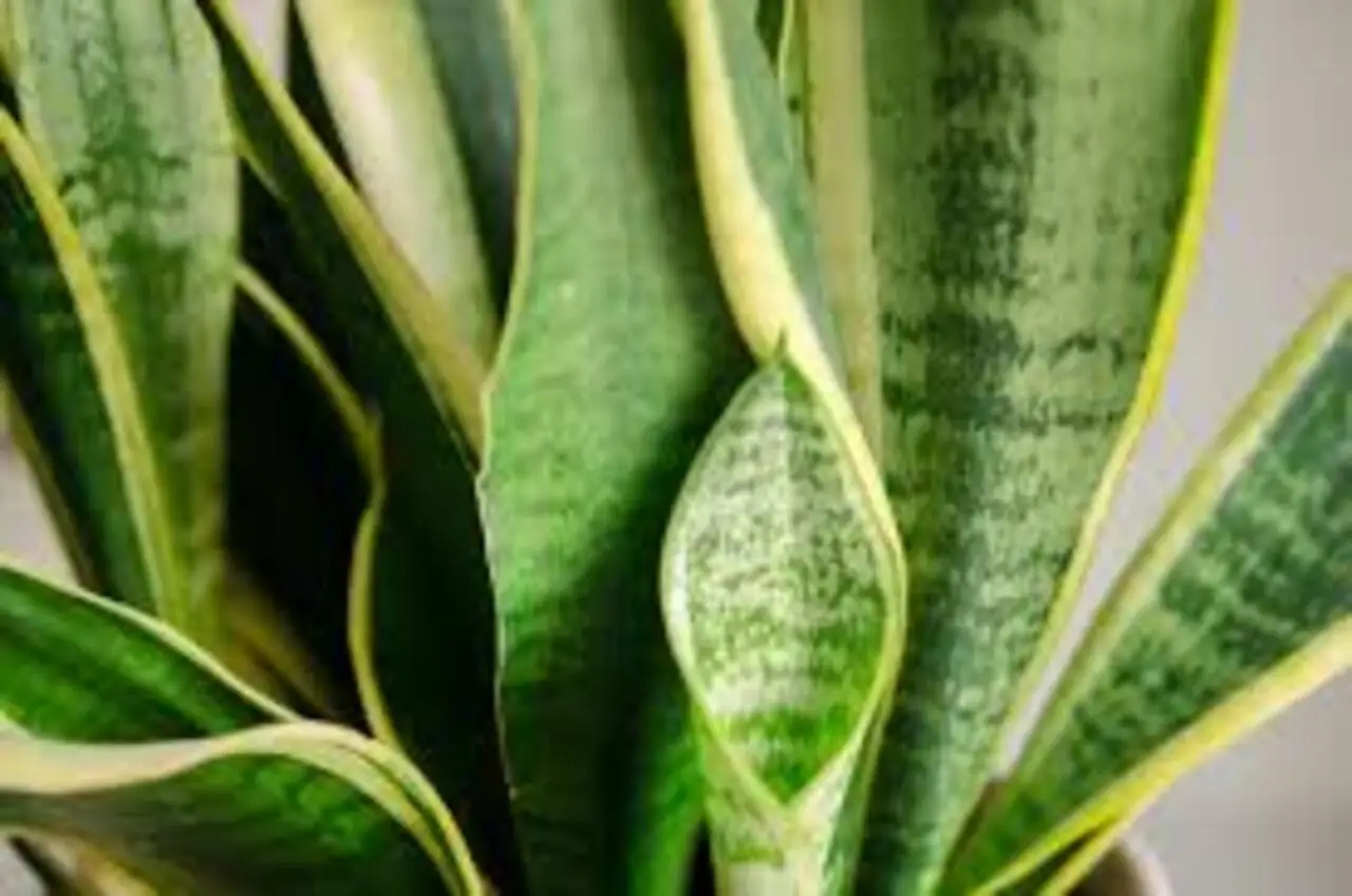 Funghi nelle piante d’appartamento? Ecco cosa fare subito per salvare le tue piante