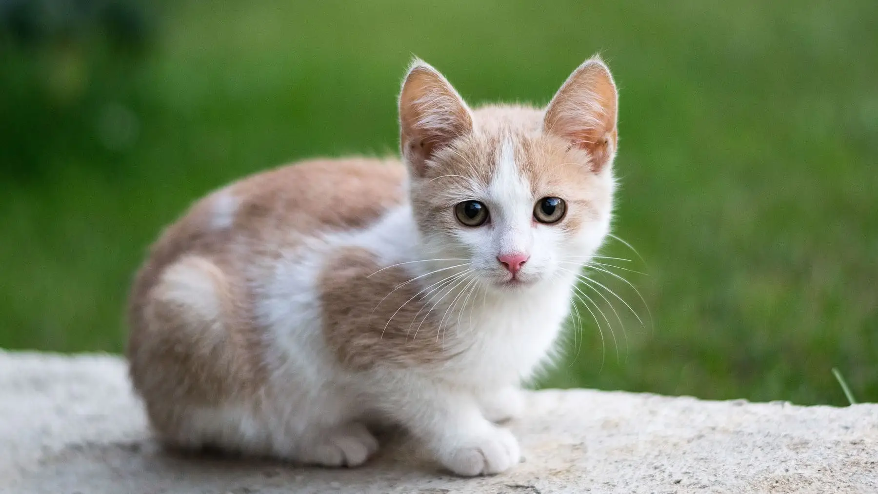 Attenzione se hai questa pianta ragno in casa e gatti: ecco cosa succede davvero