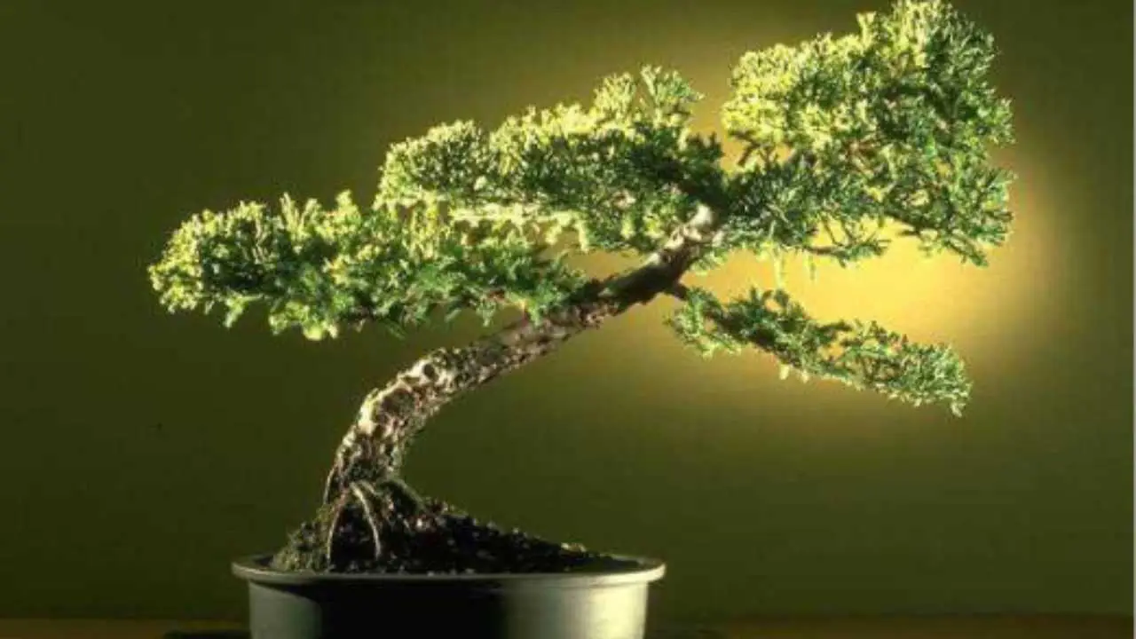 Le piante preistoriche che esistono ancora e puoi coltivare sul tuo balcone